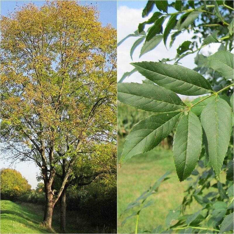 Planta Faxinus Excelsior. Fresno. Altura 100 cm