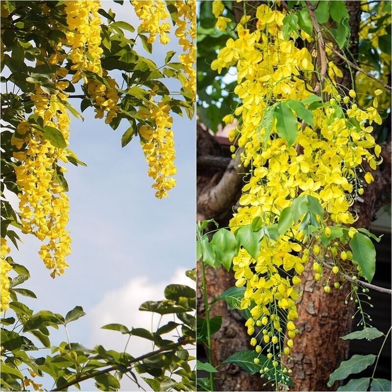 Planta Laburnum Anagyroides. Arbol Lluvia de Oro. 60 cm