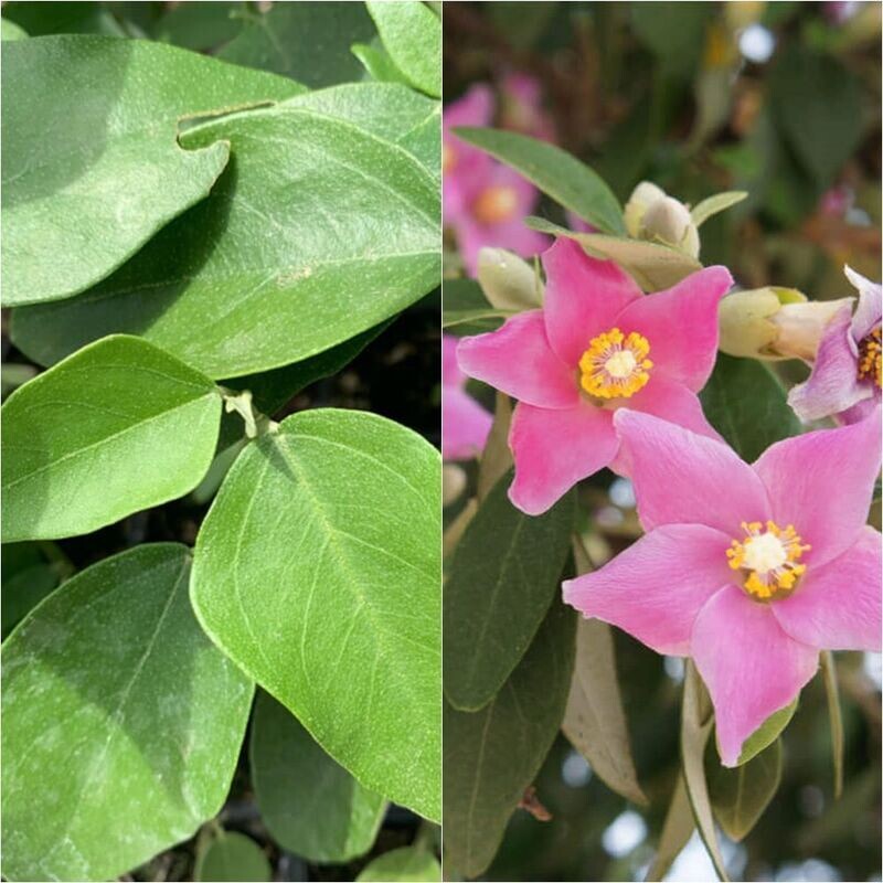 Planta Lagunaria Patersonia. Arbol de porcelana. altura 60 cm