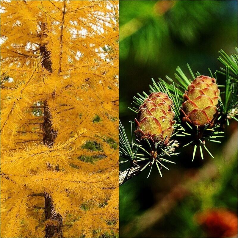 Planta LARIX DECIDUA O KAEMPFERI. Altura 90 - 100 cm