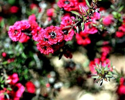 Leptospermum Rojo  Planta exterior. 20 - 25 cm