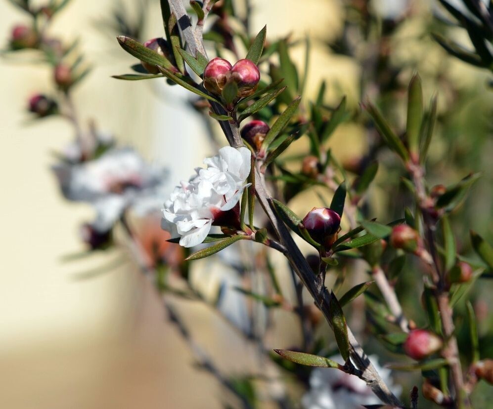 Leptospermum Blanco  Planta exterior. 20 - 25 cm