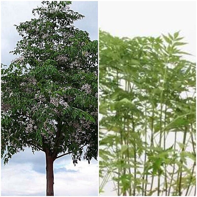 Planta de Melia Azedarach - Melia, Cinamomo. Altura 120 Cm