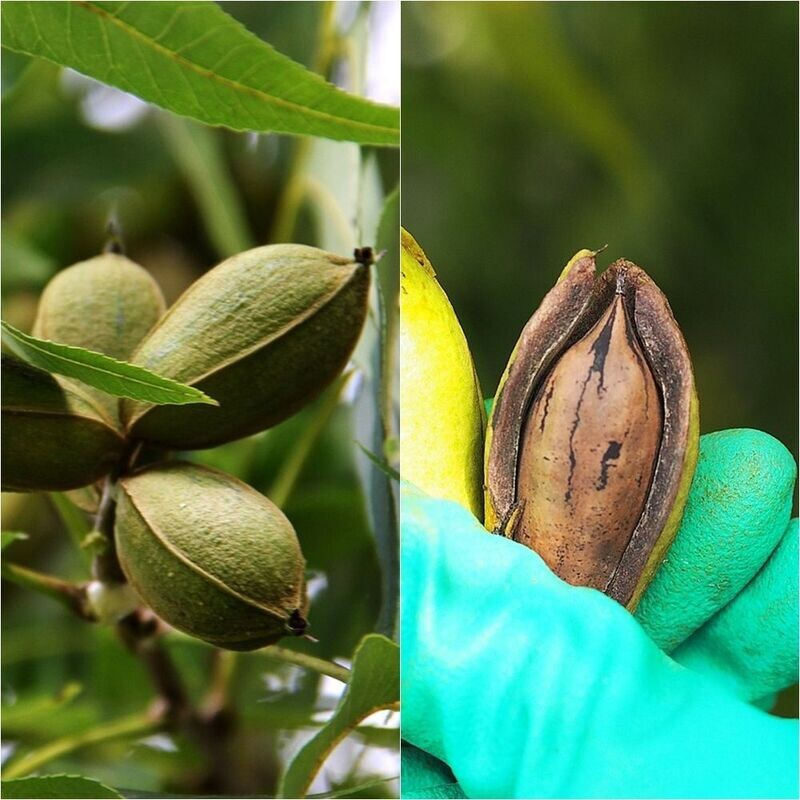 Planta Nogal Pecanero. Nuez Pecana. Altura planta 40 cm