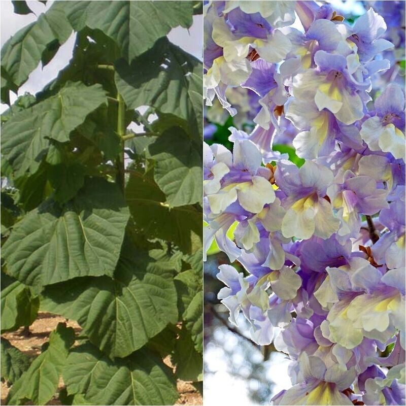 Planta Paulonia, Paulownia. Arbol de Sombra y Productor de Oxigeno