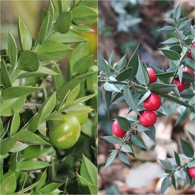 Planta de Ruscus Aculeatus. Acebillo. Altura 50 Cm.