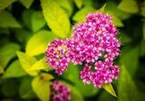 Planta de Spiraea Japonica ANTONY WATERER. 20 - 30 cm