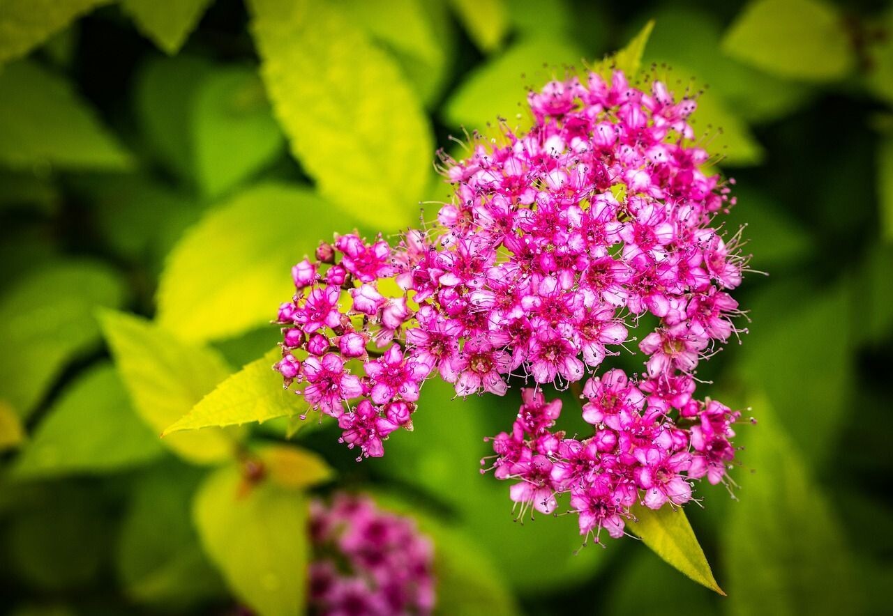 Planta de Spiraea Japonica ANTONY WATERER. 20 - 30 cm