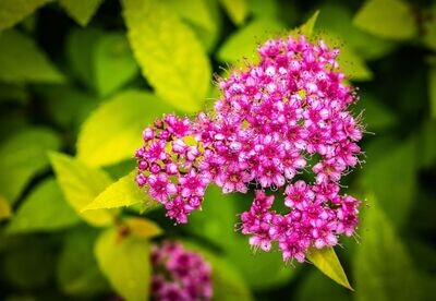Planta de Spiraea Japonica ANTONY WATERER. 20 - 30 cm