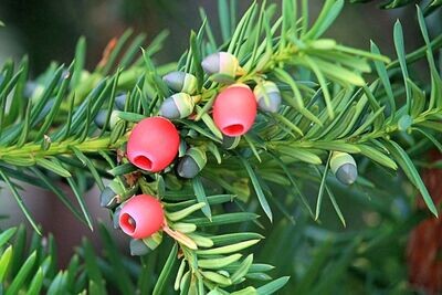 Taxus baccata. Tejo.  Planta de 30 - 40 cm