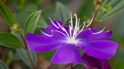Planta Natural Tibouchina Urvilleana. Planta de la Gloria