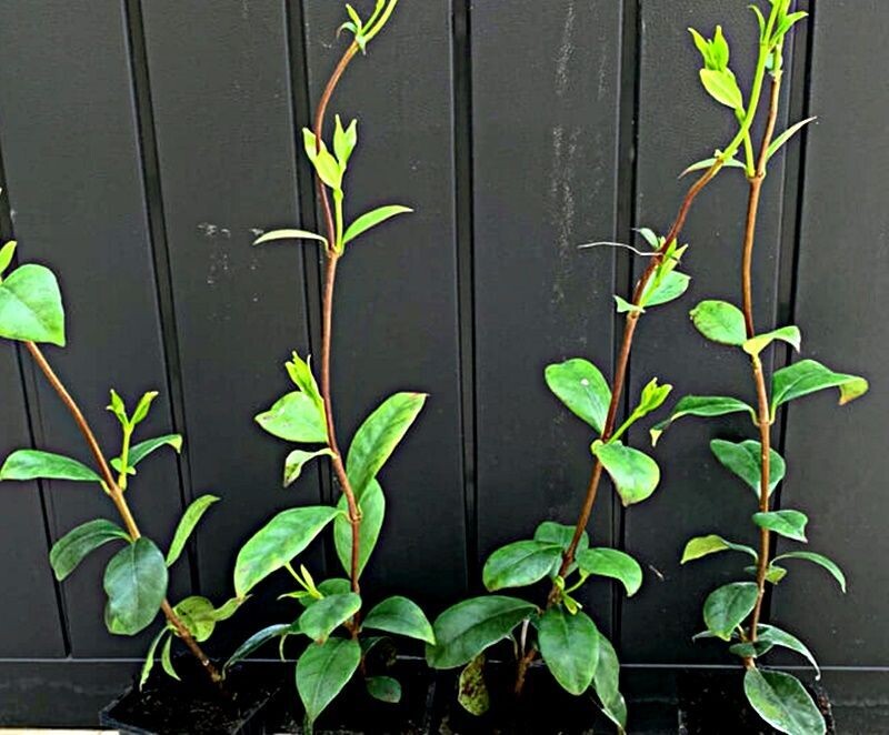 Planta Trachelospermum Jasminoides, Jazmin de Leche. 30 - 40 cm