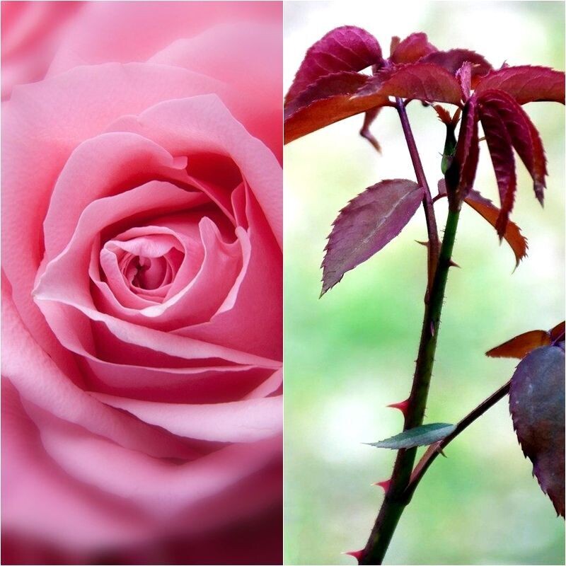 Planta Rosal Sea Pearl. Flor Rosa. Suave aroma