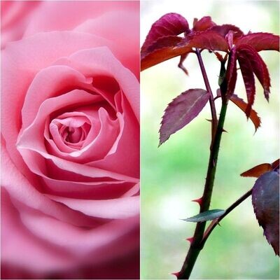 Planta Rosal Sea Pearl. Flor Rosa. Suave aroma