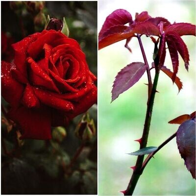 Planta Rosal Chrisler Imperial. Flor roja terciopelo