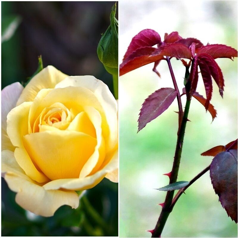 Planta Rosal Landora. Flor Amarilla. Suave perfume