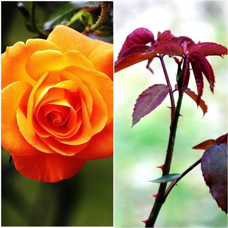 Planta Rosal Betina . Flor Naranja. Fragancia dulce