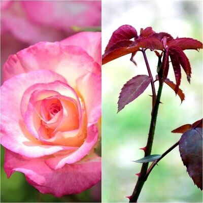 Planta Rosal ADOLF HORSTMANN . Flor Bicolor. Fuerte aroma