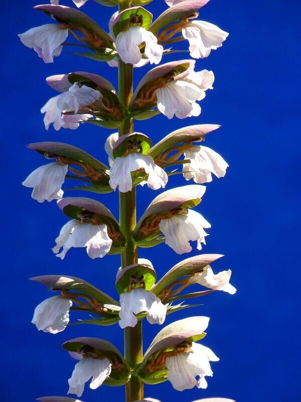 Semillas de Acanto, Acanthus Mollis. Ornamental. 10 Gr. de semillas