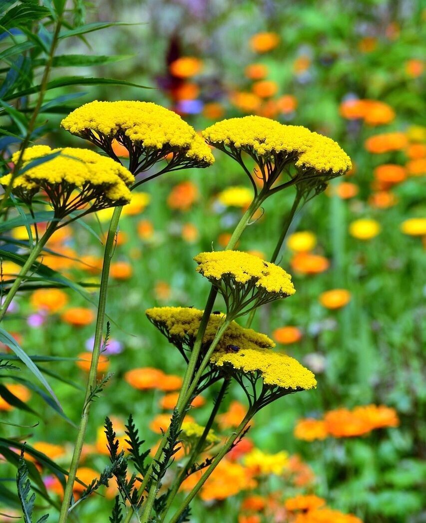 Agerato, Achillea Ageratum. 1 Gr. de semillas