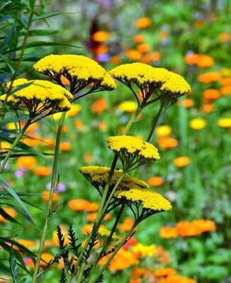Agerato, Achillea Ageratum. 1 Gr. de semillas