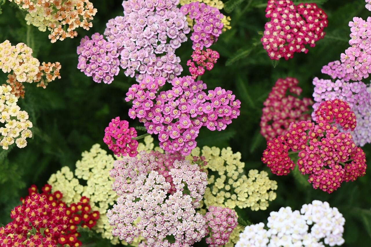 Milenrama, Achillea Millefolium. 10 Gr. de semillas