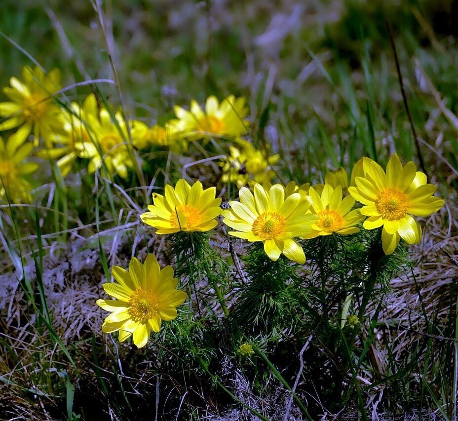 Adonis, Ojo de Perdiz - Adonis aestivalis.  1 Gr. de semillas
