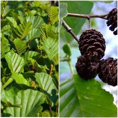 Alnus Glutinosa. Aliso. 10 Gr. de semillas