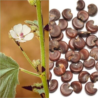 Malvavisco. Althaea officinalis. 10 Gr. de semillas
