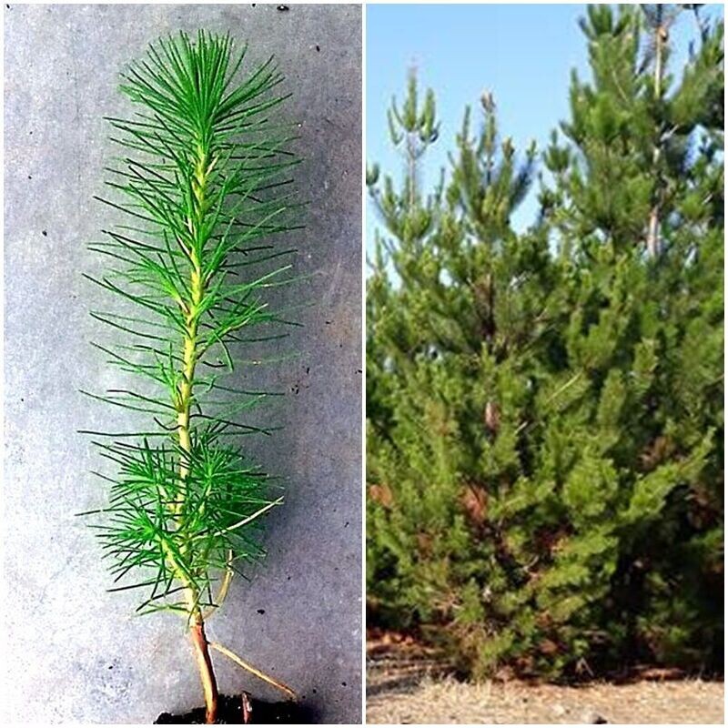 ​Planta de Pino Insigne. Pinus Radiata.   Crecimiento rápido