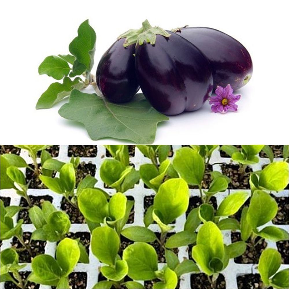 Pack de 6 Plantas de Berenjena negra en cepellón, lista para plantar en su huerto.