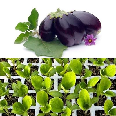 Pack de 6 Plantas de Berenjena negra en cepellón, lista para plantar en su huerto.