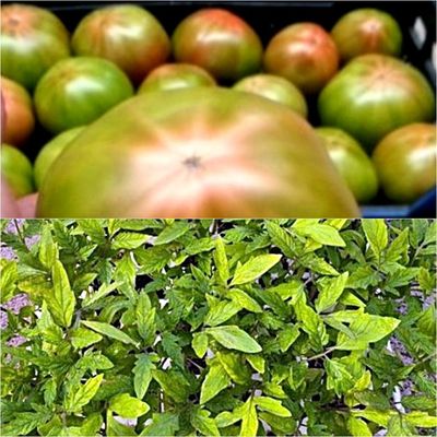 Pack de 6 Plantas de Tomate Optima para ensaladas, en cepellón listos para plantar en su huerto.