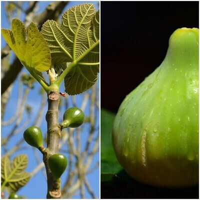 Planta de Frutal Higuera Blanca. Ficus Carica Planta de Frutal Higuera Blanca. Ficus Carica