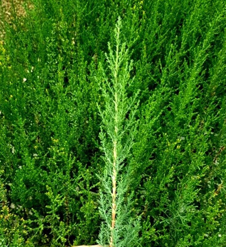 100 Cipres Cupressus Sempervirens para Cierres o Setos. Altura 30 - 40 cm