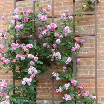 Trellis
