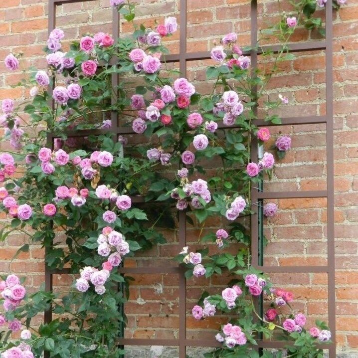 Trellis