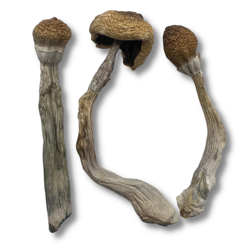 Golden Teacher