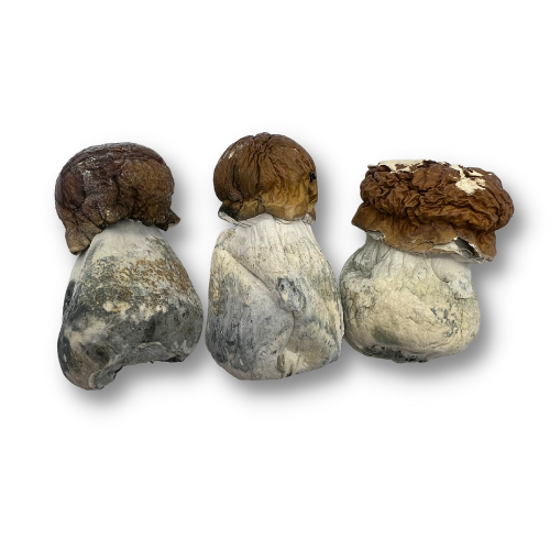 Albino Penis Envy (APE)