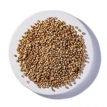 Starwest CorianderSeedJar 2oz