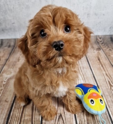 Welpe/Puppy