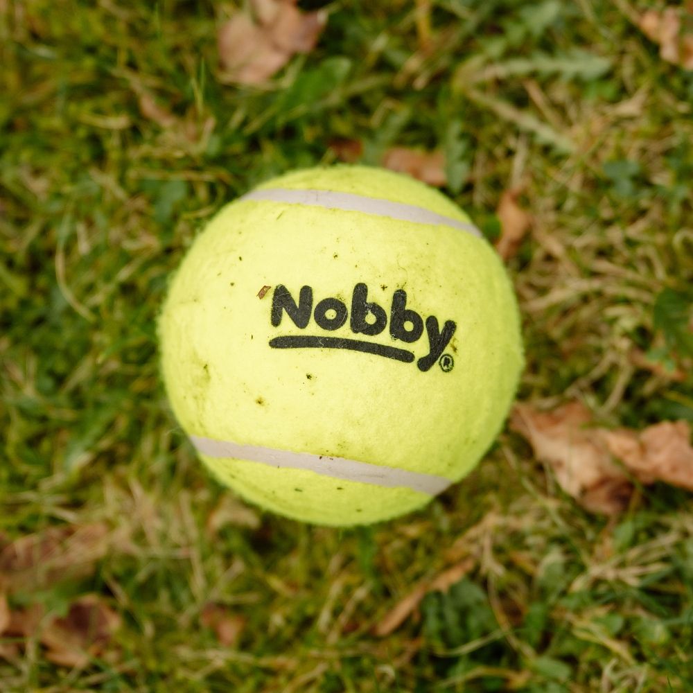 Tennisball für Hunde