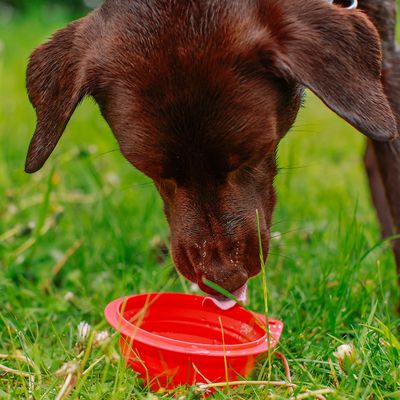 Silikon Napf, faltbar rot Ø 13 cm 80 g