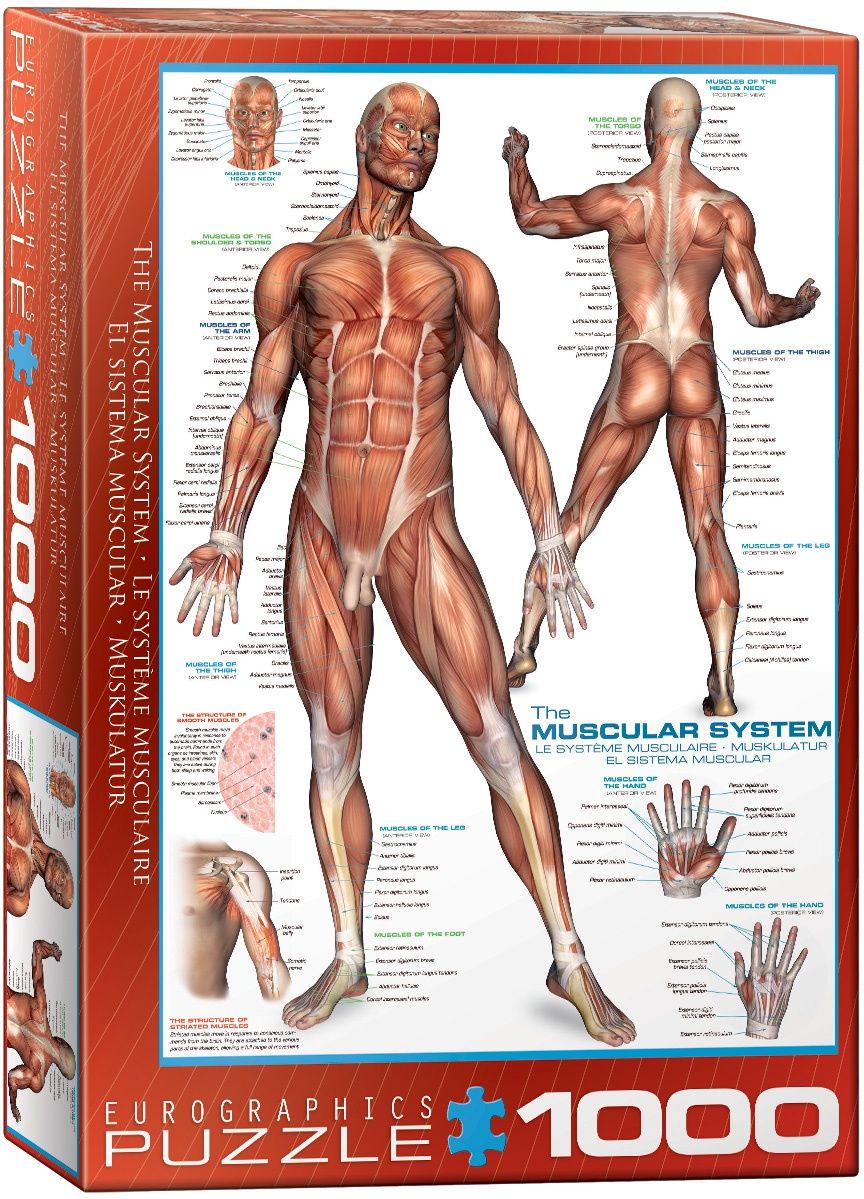 Eurographics 1000 Piece Puzzle - The Muscular System