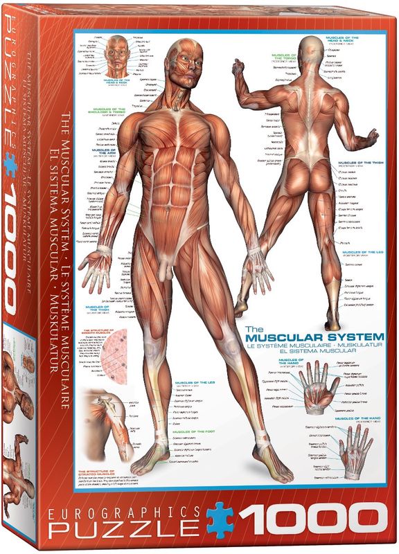 Eurographics 1000 Piece Puzzle - The Muscular System