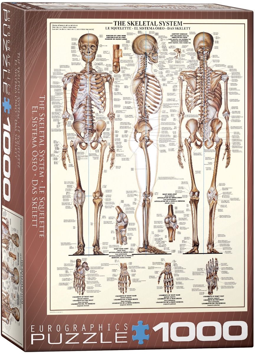 Eurographics 1000 Piece Puzzle - The Skeletal System