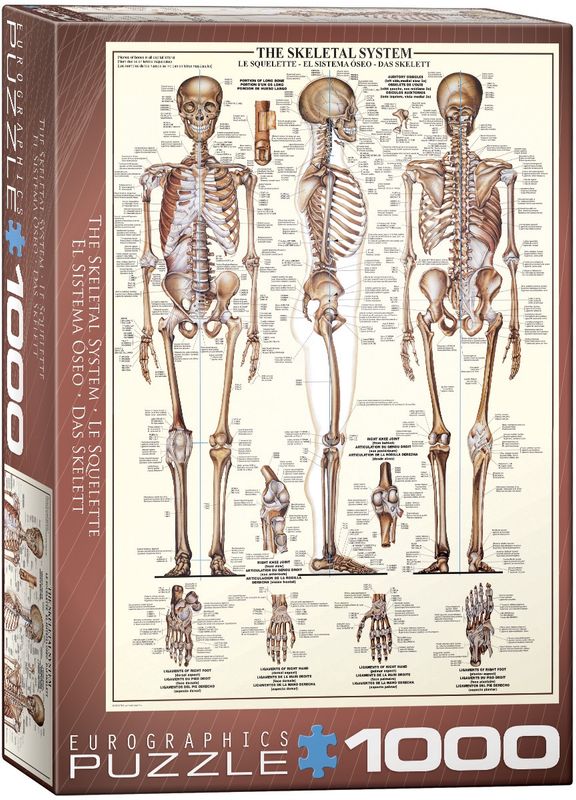 Eurographics 1000 Piece Puzzle - The Skeletal System