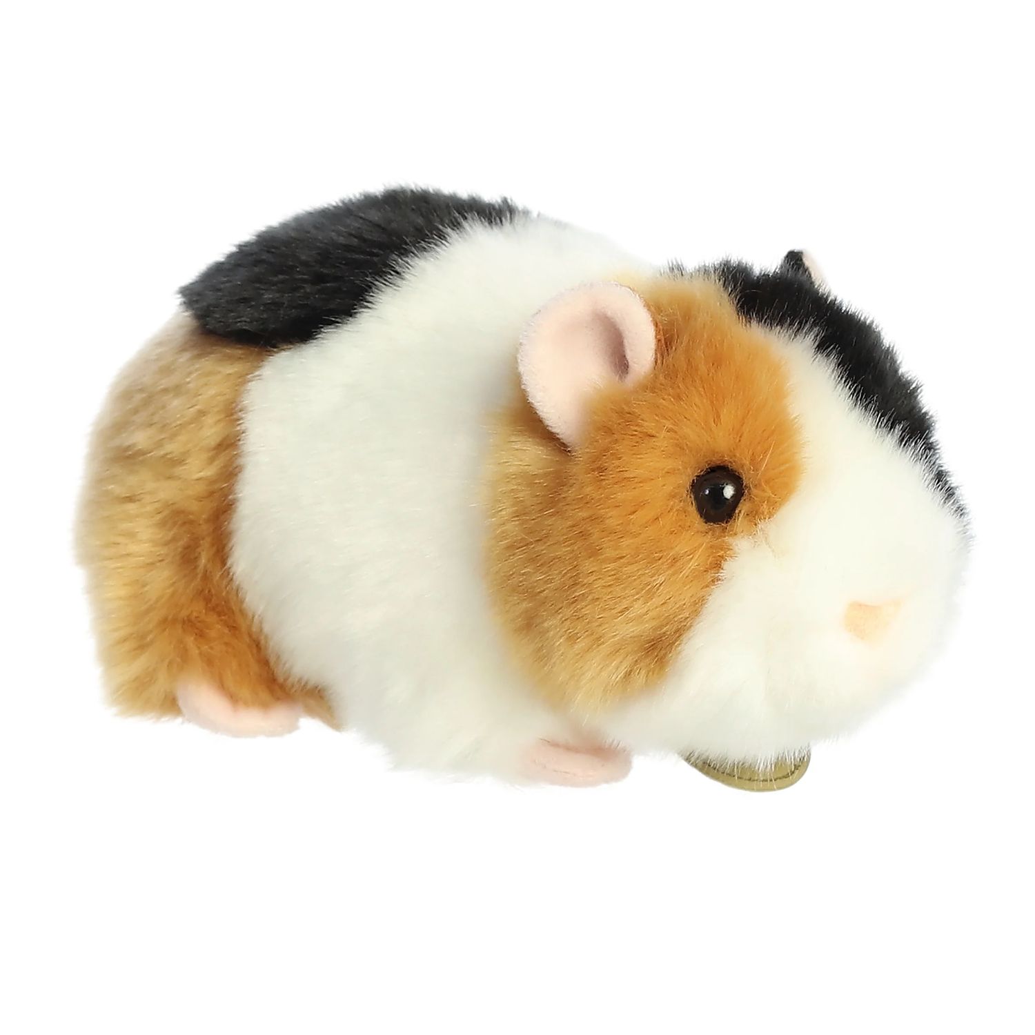 Aurora Miyoni - 7.5&quot; American Guinea Pig