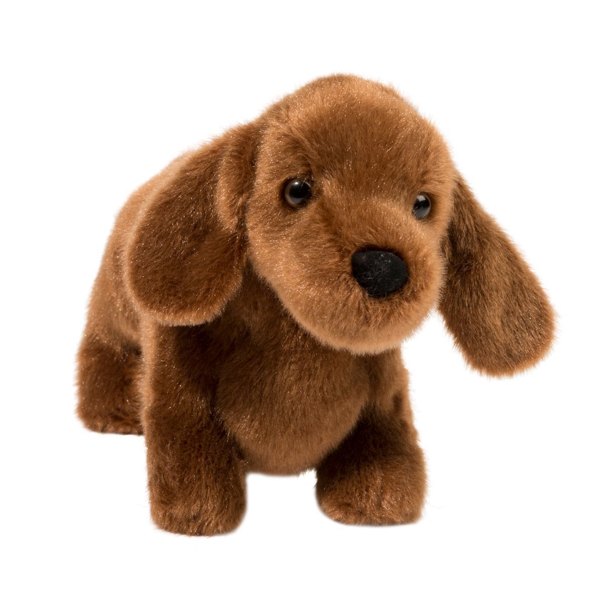 Douglas - Dilly Dachshund