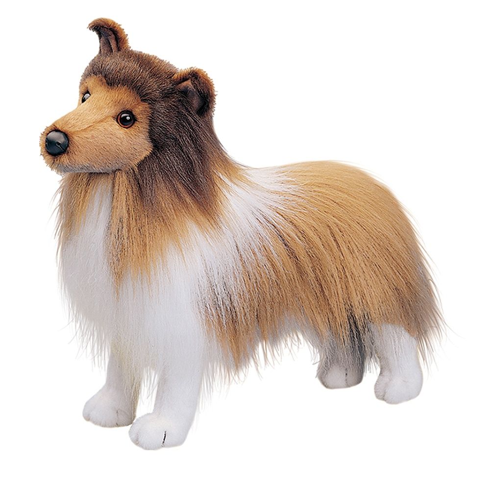 Douglas - Dixie Sheltie